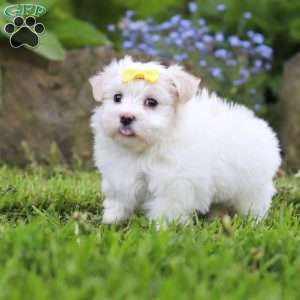 Bell, Maltese Puppy